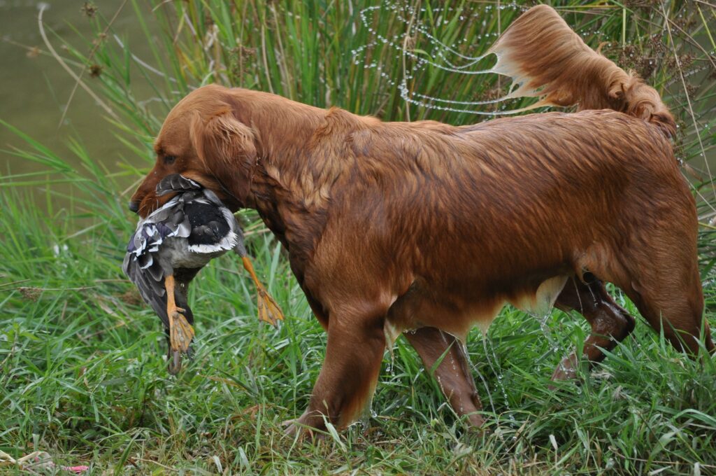 Maple bringing back her duck at a hunt test in 2013