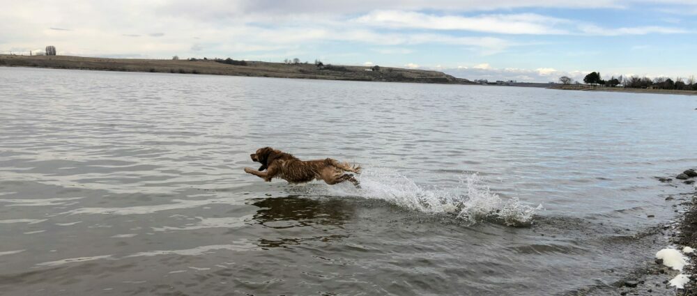 Pinyon going for his bumper at Scooteney Reservoir